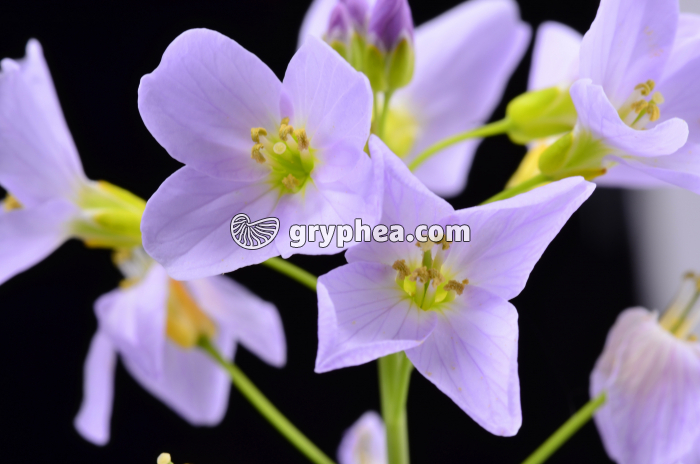 Cardamine des prés (Cardamine pratensis) - fleurs épanouies - gryphea.org